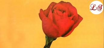 Love Is Many A Splendoured Thing